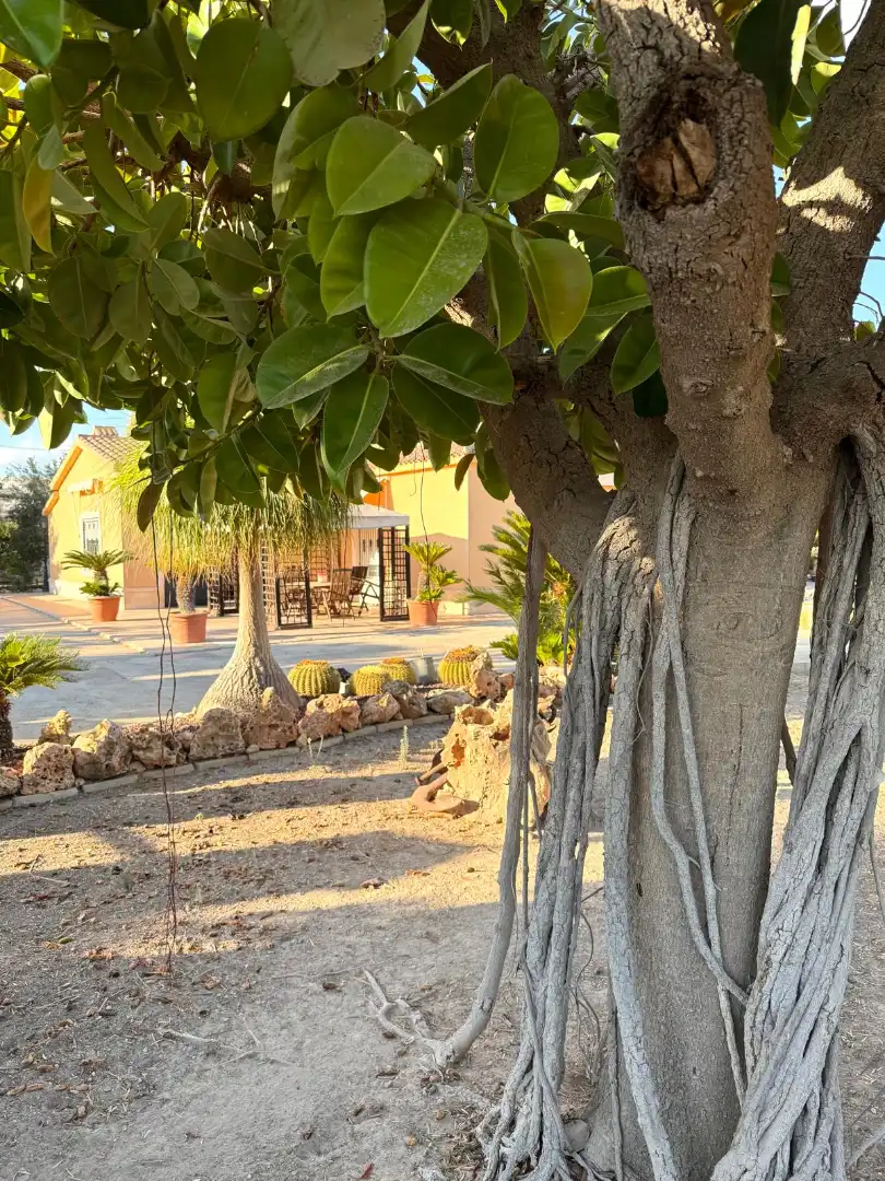 Jardí de Casa o xalet en venda en Elche / Elx amb Aire condicionat, Calefacció i Jardí privat