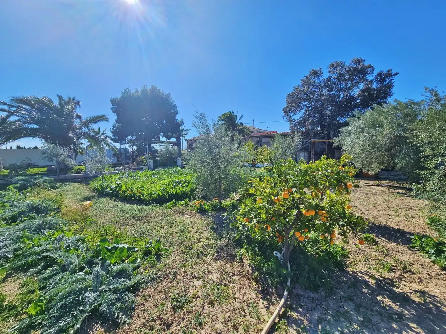 Jardín de Finca rústica en venta en Alicante / Alacant