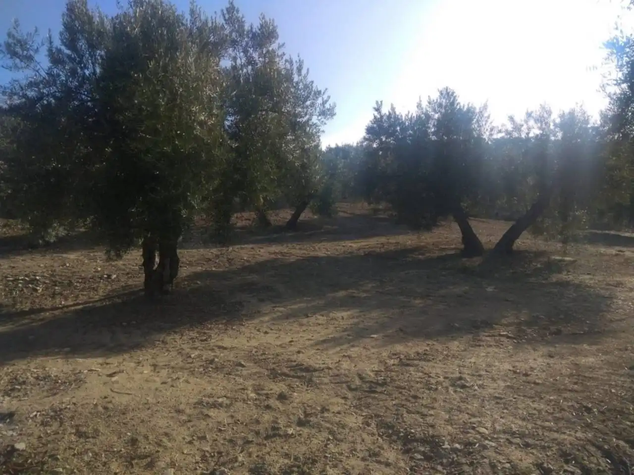 Rural land for sale in Castro del Río, imagen 2