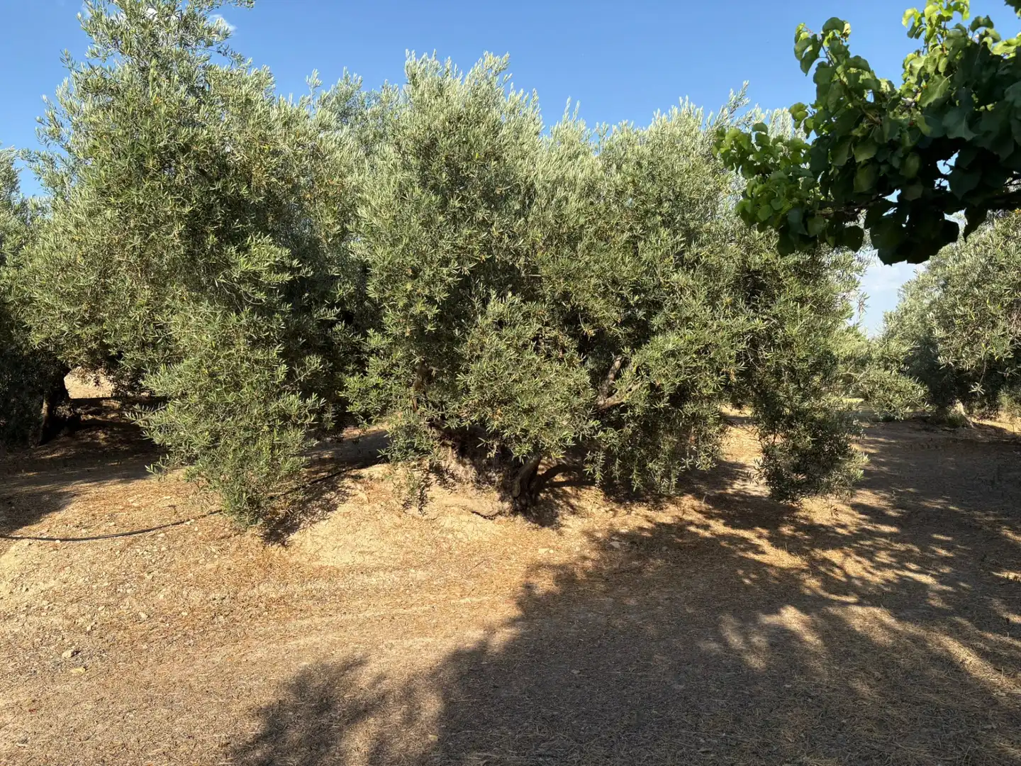 Terreni e lotti in vendita a Calle Atalayuela 9, imagen 4