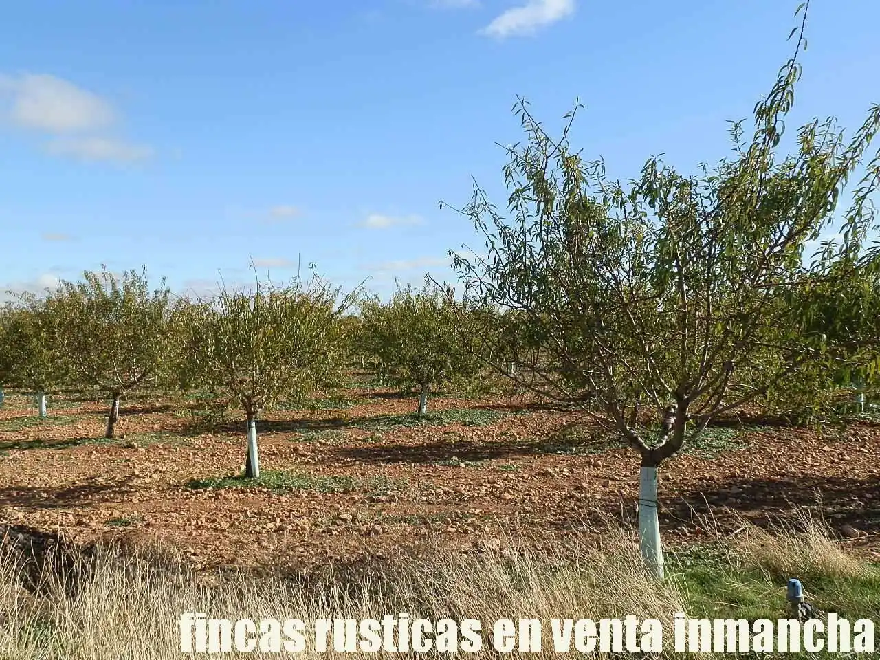 Terreno rústico en venta en Tomelloso, imagen 2