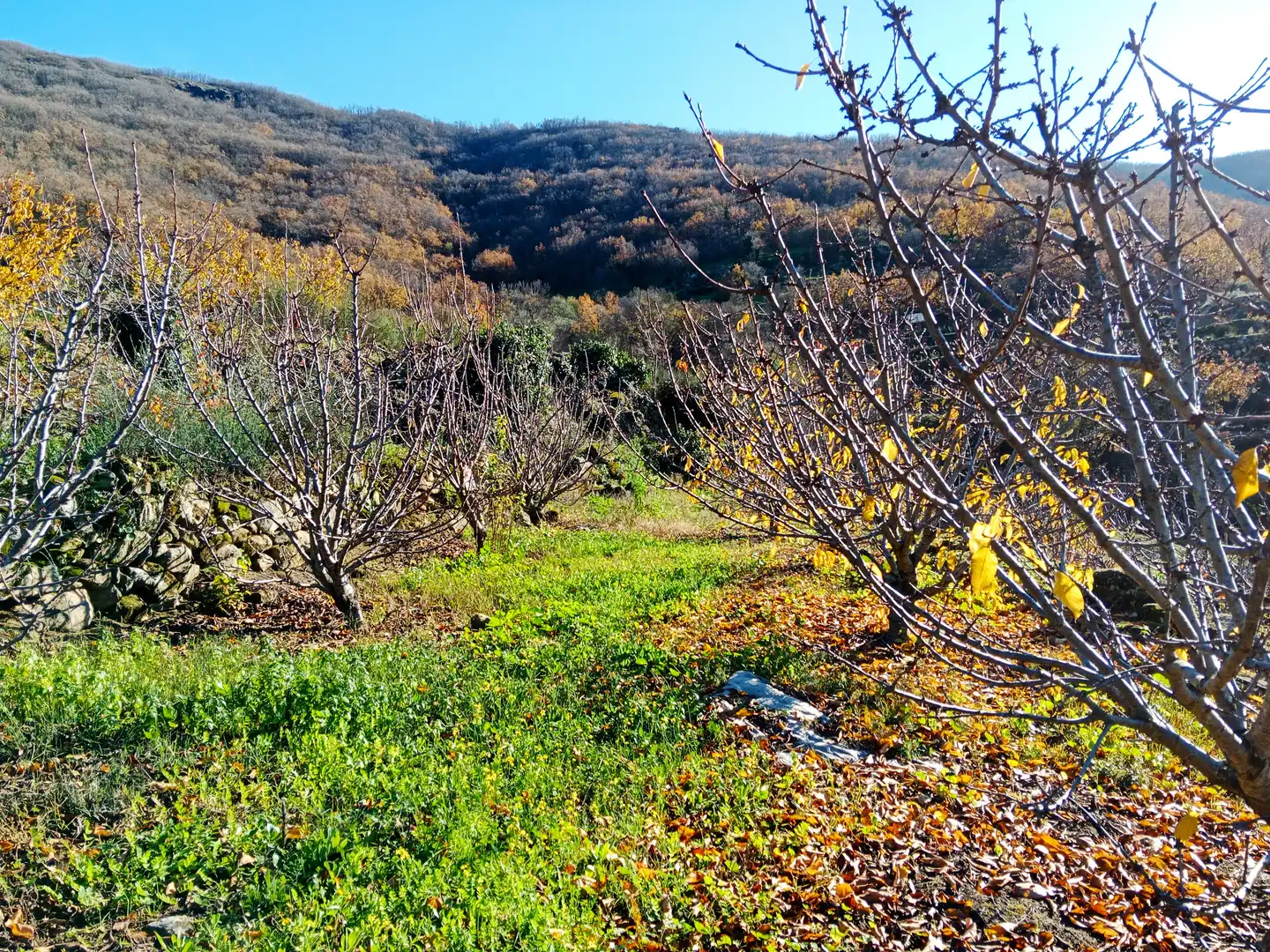 Terreni e lotti in vendita a Casas del Castañar, imagen 13