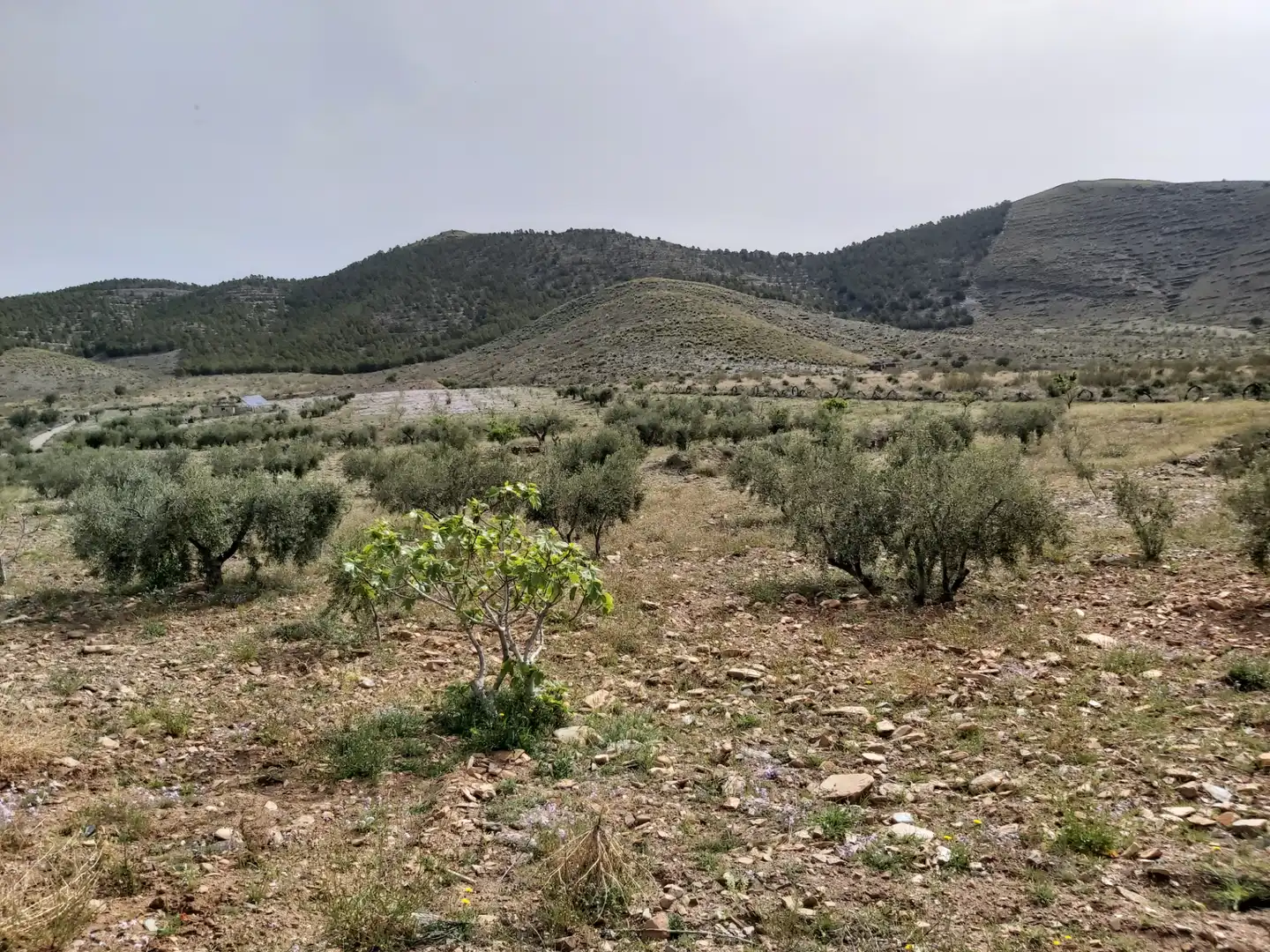 Finca rústica en venda en Gérgal amb Moblat