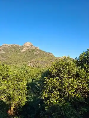Terrain rustique à vendre à Terrenos MARXUQUERA  ALTA, imagen 21