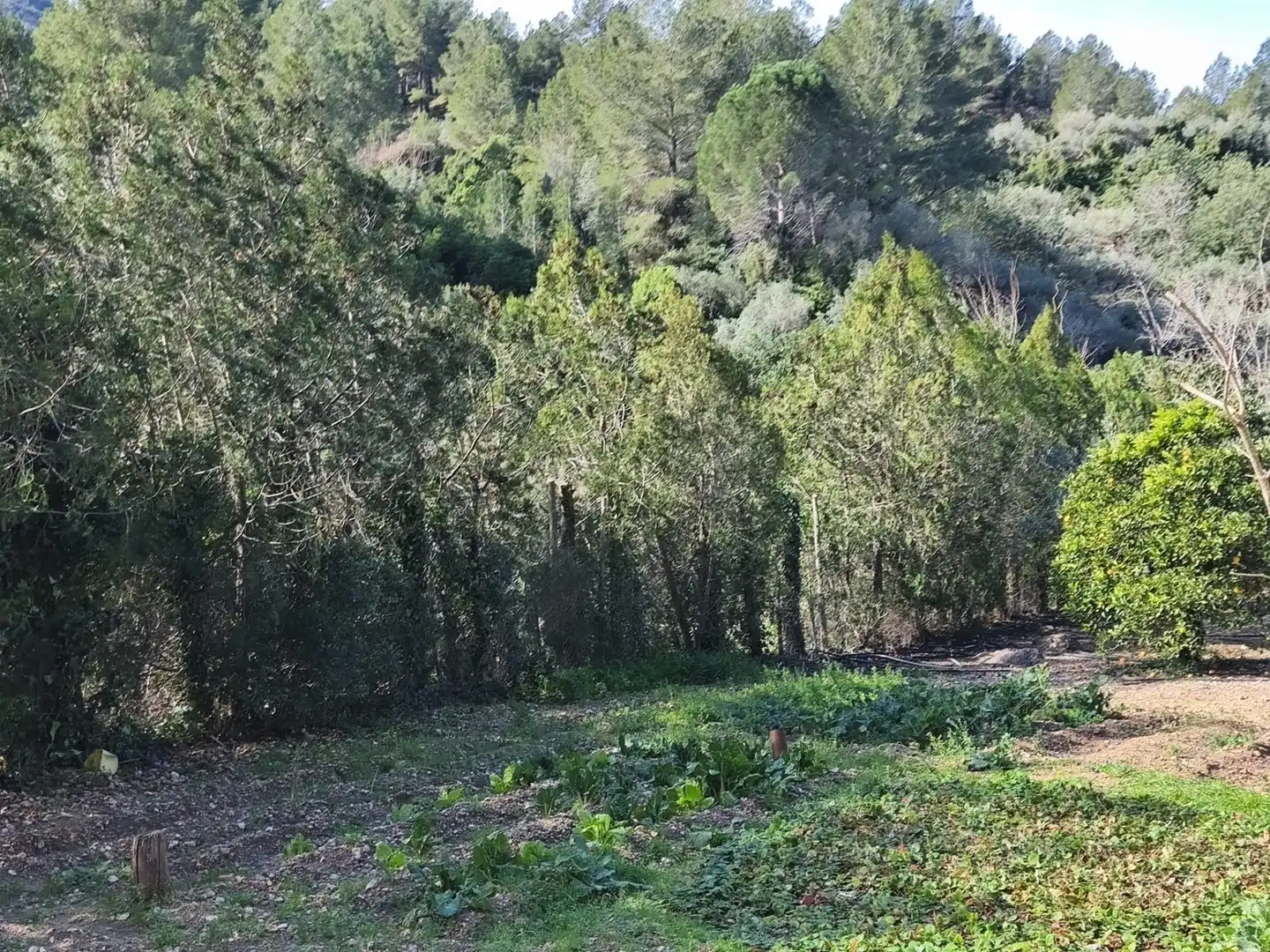 Casa con jardín en venta en Alfara de Carles, imagen 29