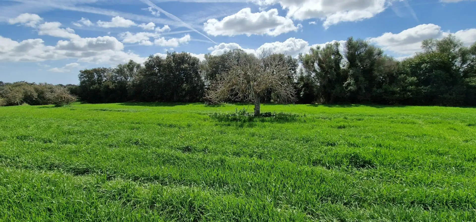Country homes for sale in Manacor