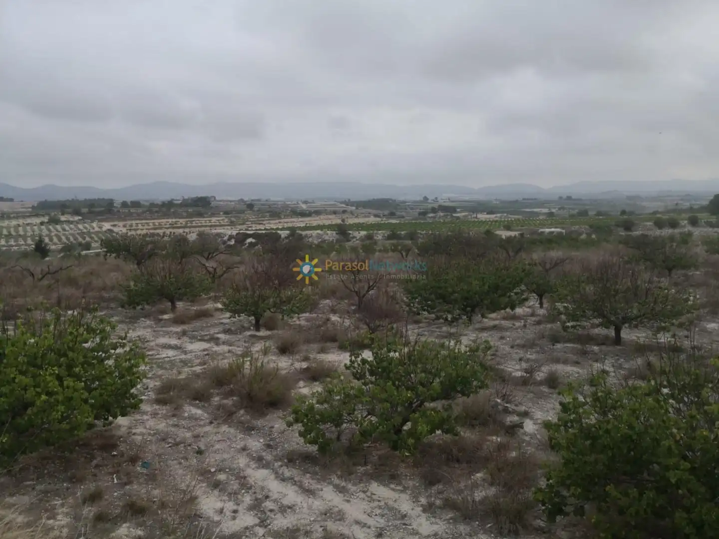 Terreny rústic en venda a Albaida