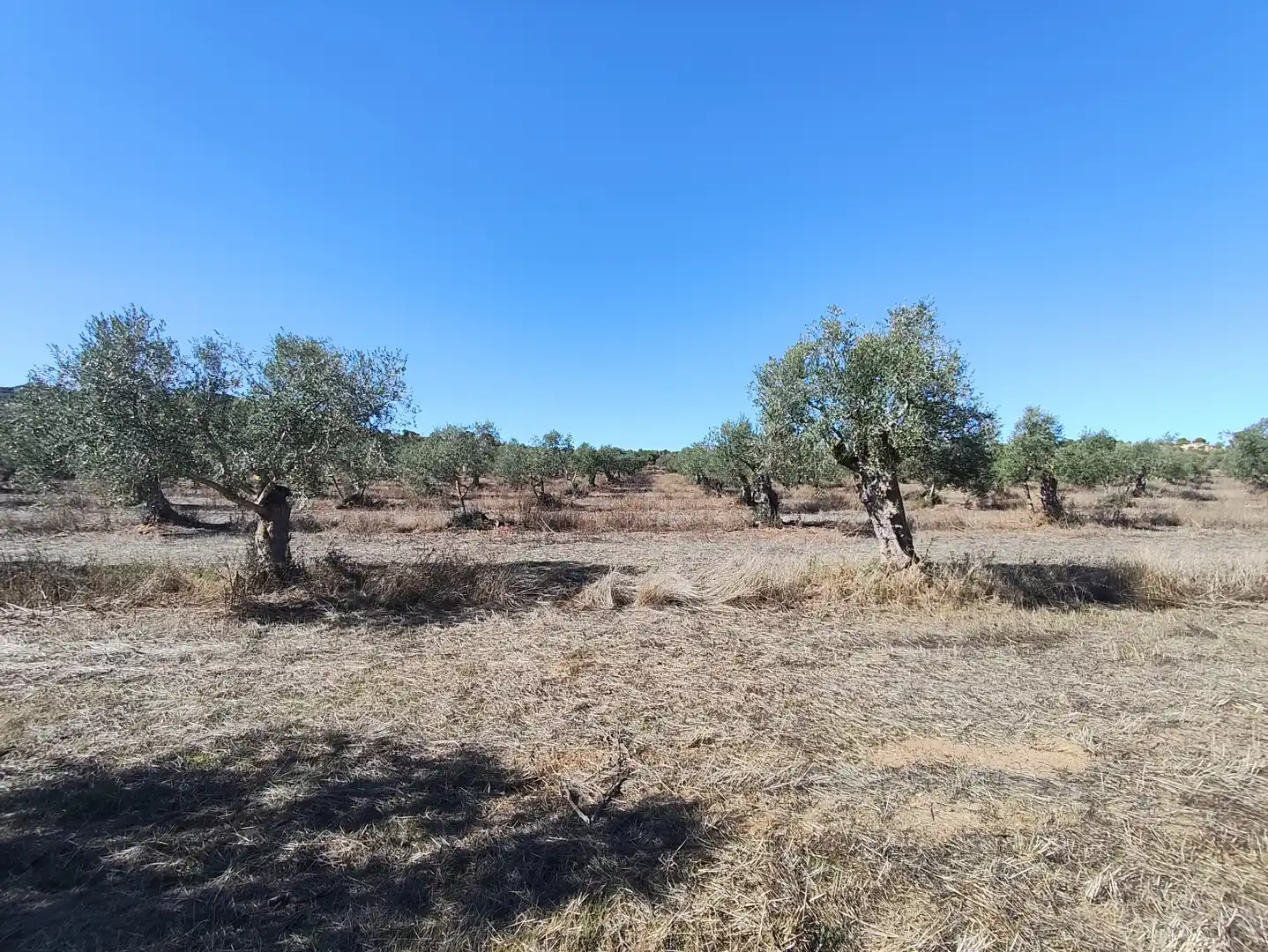 Terreny en venda a LV-7031, 6, Les Borges Blanques