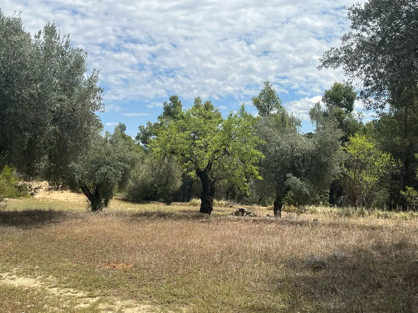 Terreni e lotti in vendita a Cretas, imagen 8