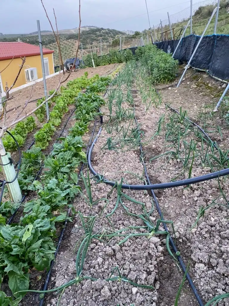 Terreni e lotti in vendita a Osuna, imagen 22