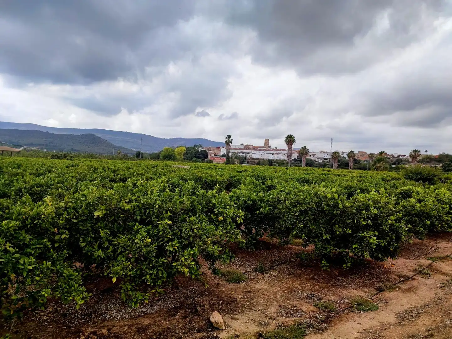 Terreno rustico in vendita a Canals, imagen 6