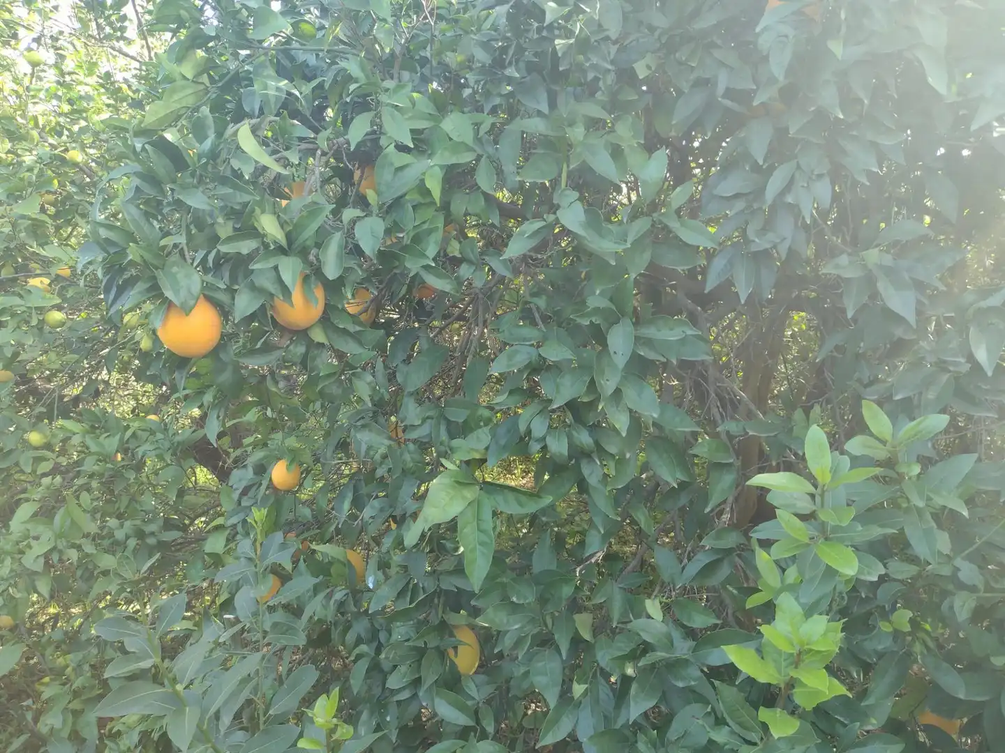 Terrenys i solars en venda a Vereda del rincon del Gallego, imagen 10