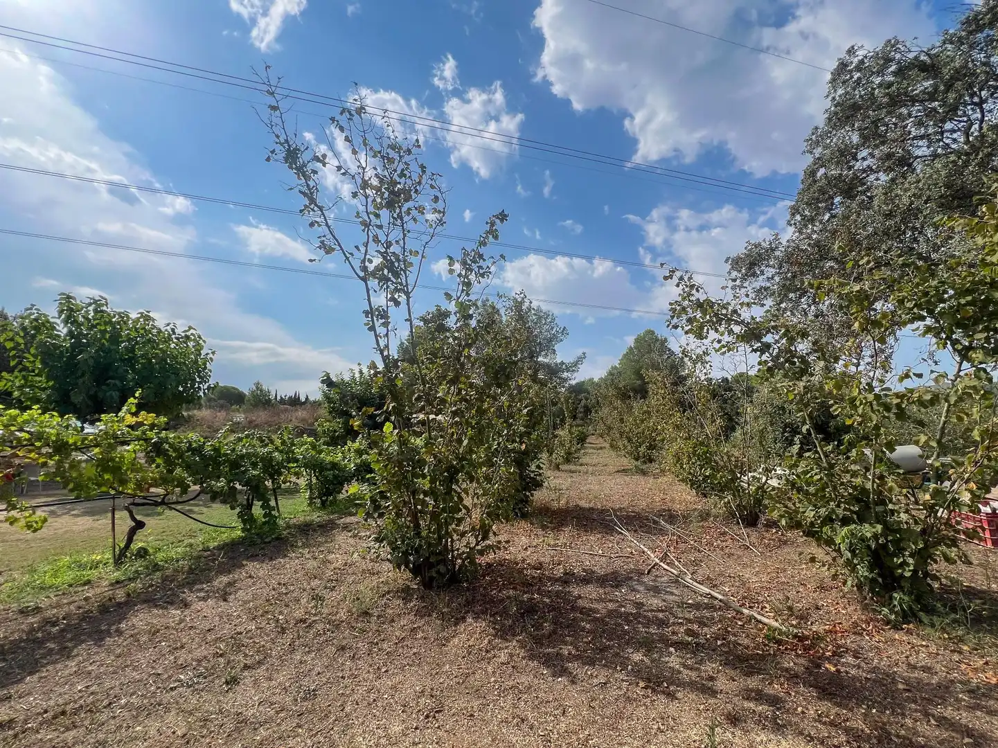 Finca rústica en venda en Les Borges del Camp amb Jardí privat, Traster i Piscina