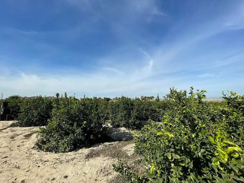 Terreno en venta en Redován