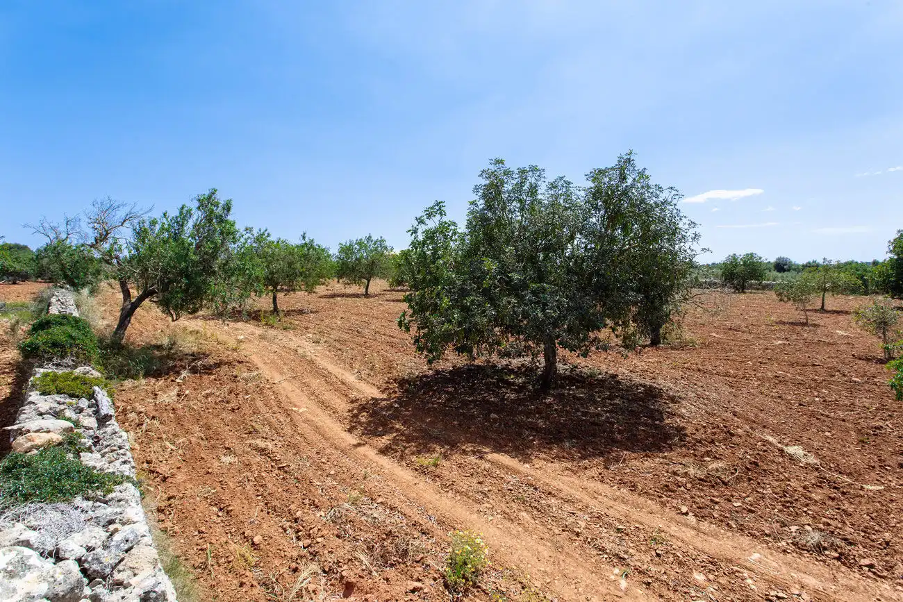 Terrenys i solars en venda a Felanitx Poble, imagen 8