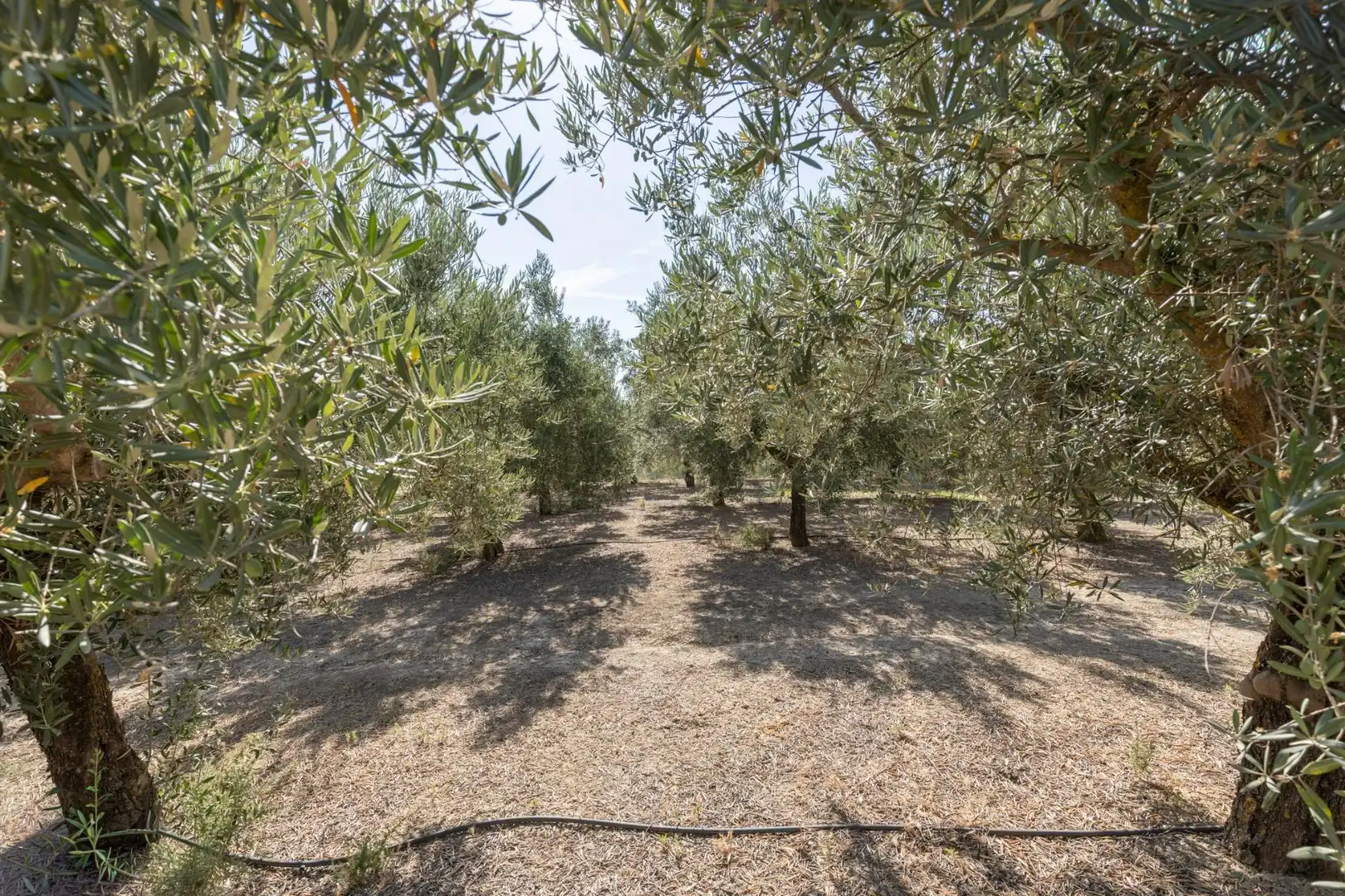 Lands and plots for sale in DISEMINADOS 0, imagen 5