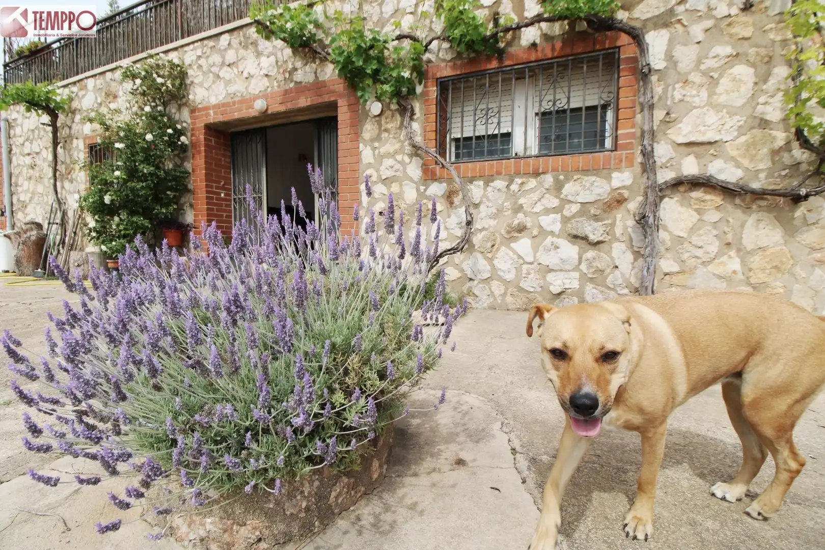 Jardí de Casa o xalet en venda en La Bisbal del Penedès amb Calefacció, Jardí privat i Terrassa
