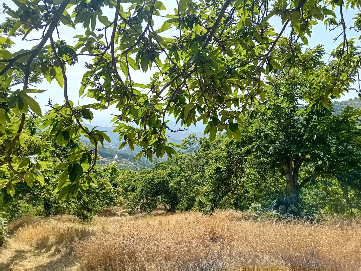 Terreno rústico en venta en Yunquera, imagen 5