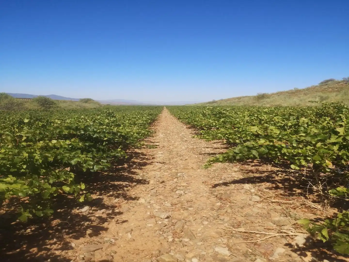 Außenansicht von Grundstücke zum Verkauf in Cariñena