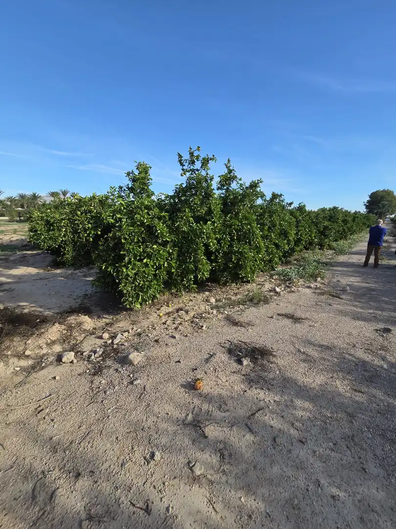 Terreno industrial en venta en Albatera
