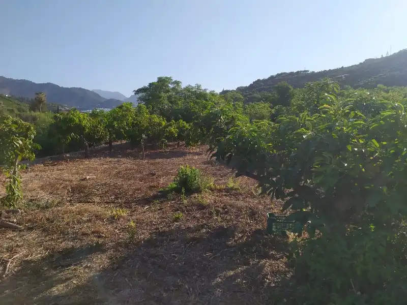 Rural land for sale in Calle de la Molineta 25, imagen 8