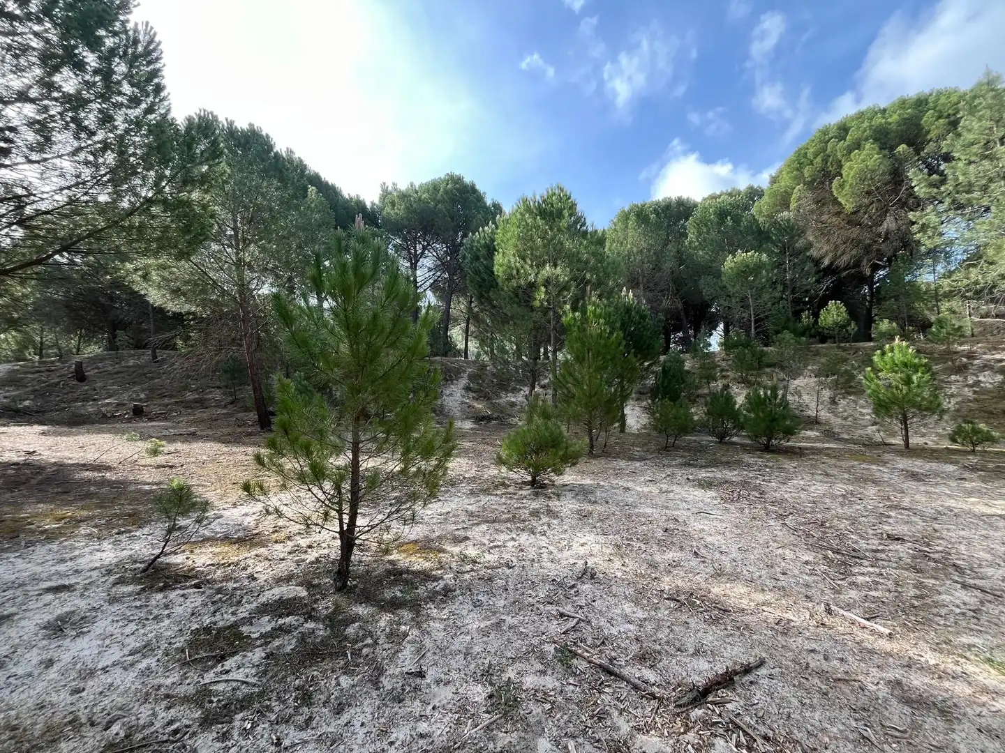 Terreno en venta en Tudela de Duero