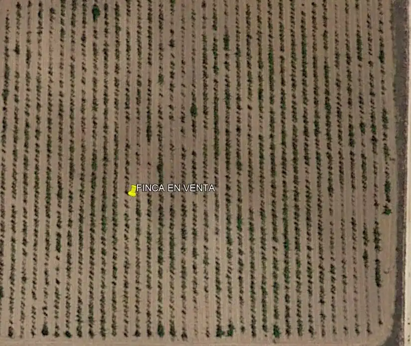 Terreno rústico en venta en El Pinós / Pinoso, imagen 2