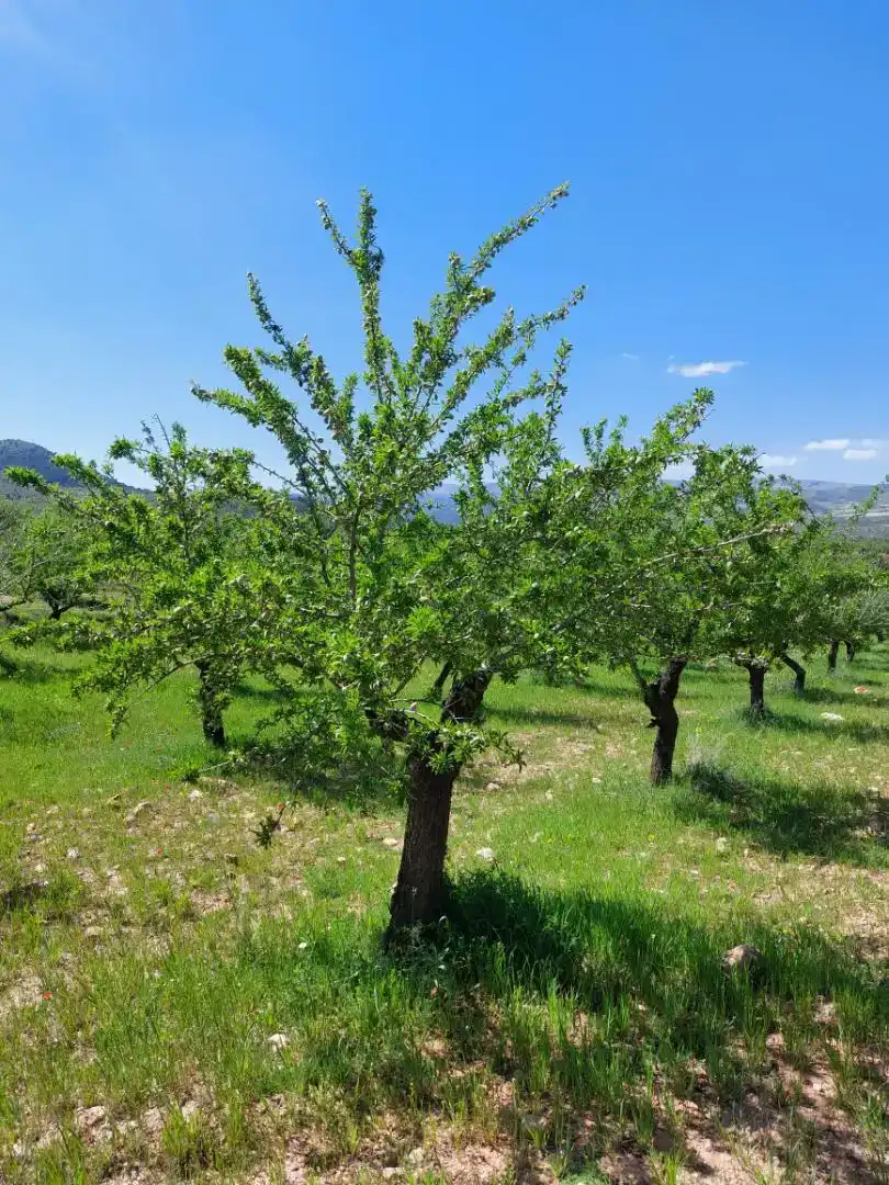 Jardí de Finca rústica en venda en La Peza