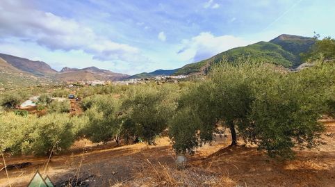 CORTIJO CON OLIVOS EN ALCAUCIN, imagen 5