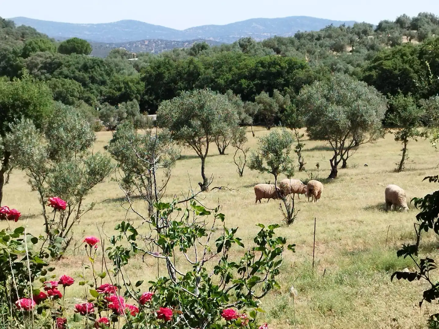 Jardí de Finca rústica en venda en Almadén de la Plata amb Jardí privat
