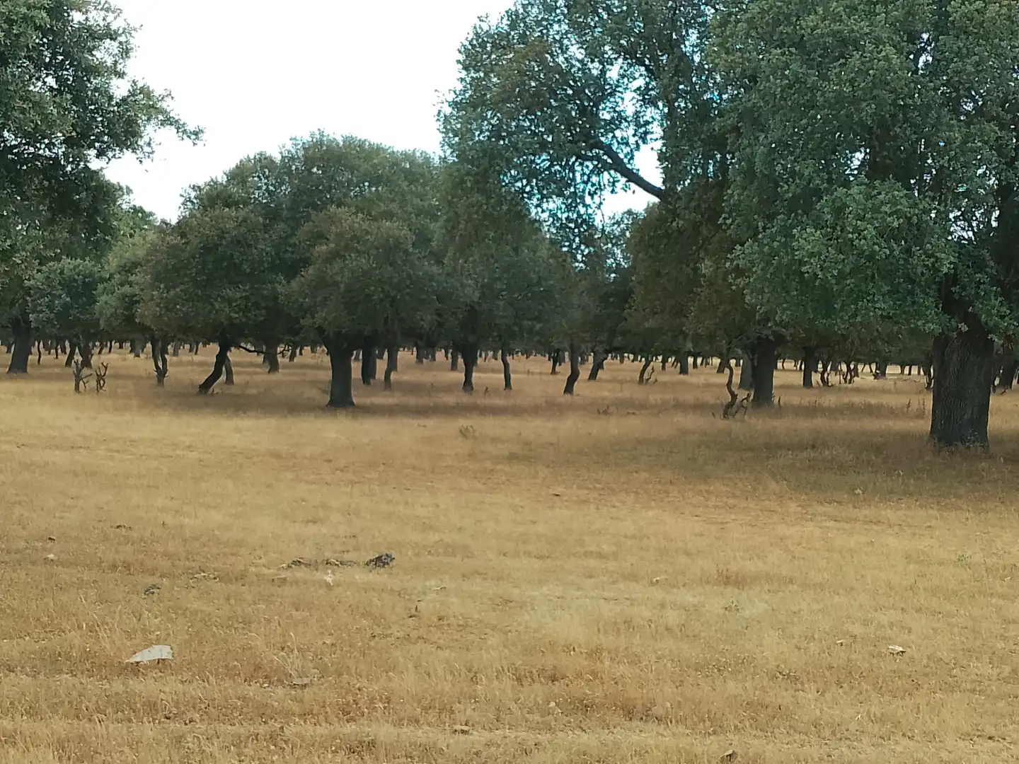 Terreno rústico en venta en Ciudad Rodrigo, imagen 3
