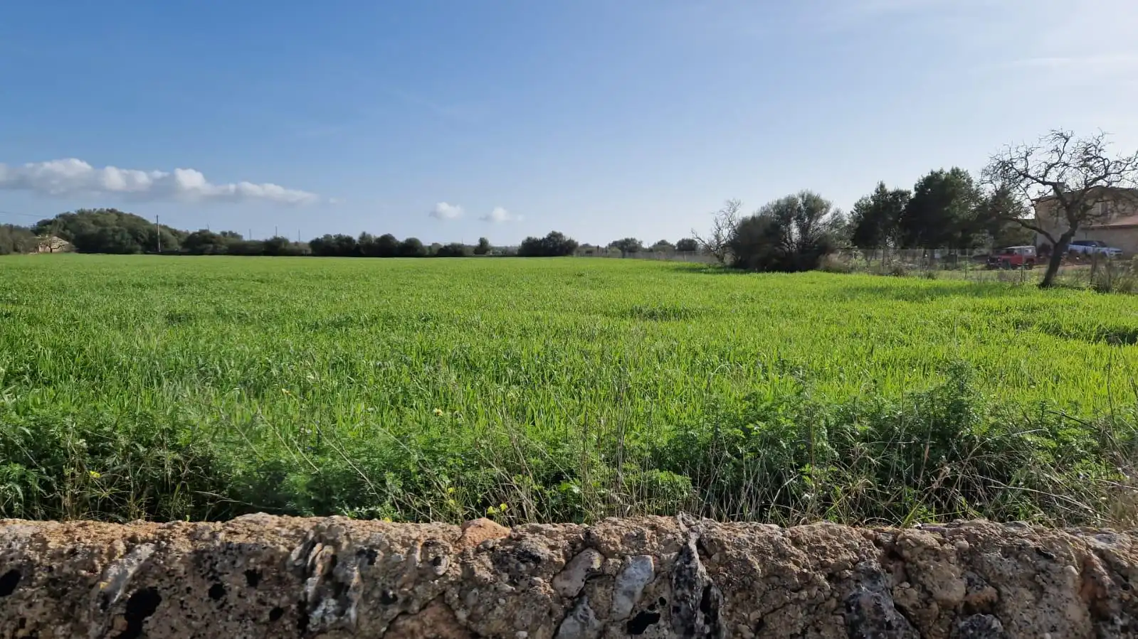 Terreno rustico in vendita a Llucmajor pueblo, imagen 3
