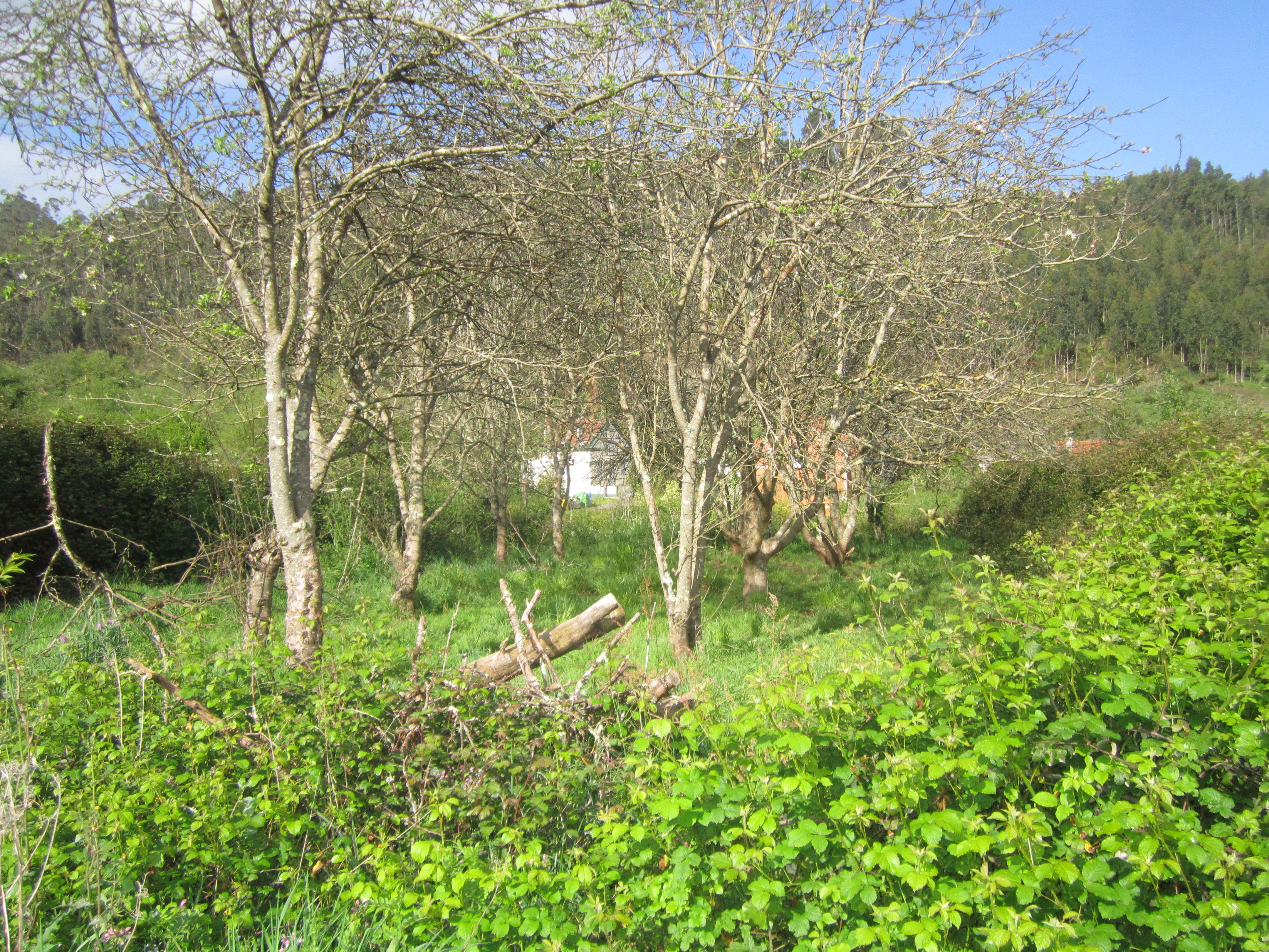 Land for sale in Valdoviño