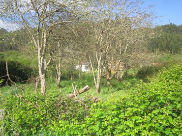 Terreno rustico in vendita a Valdoviño