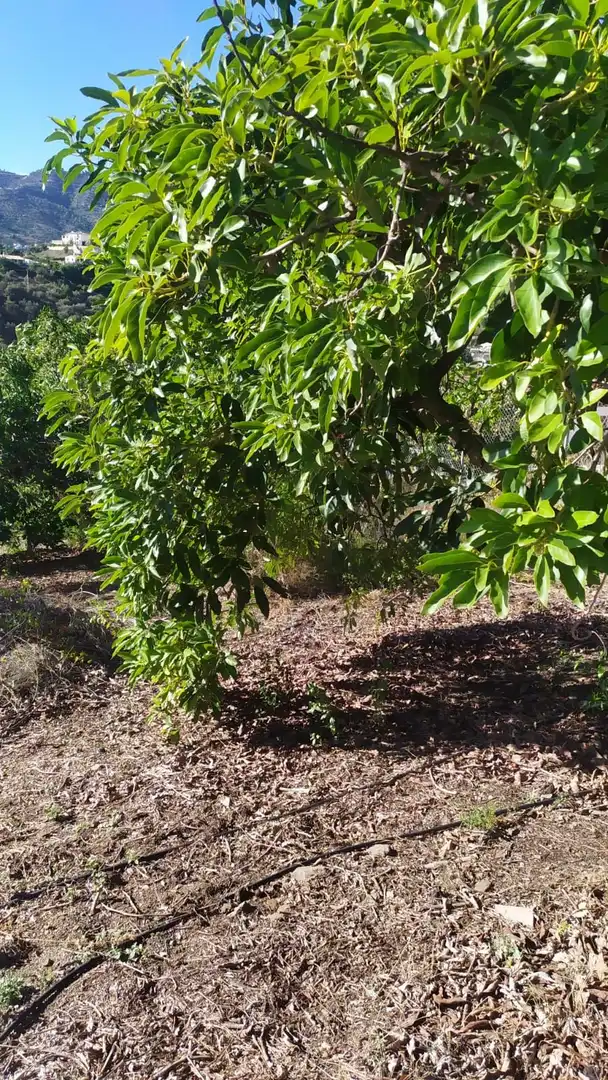 Rural land for sale in Frigiliana