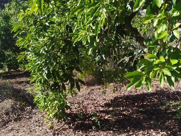 Terreno rustico in vendita a Frigiliana