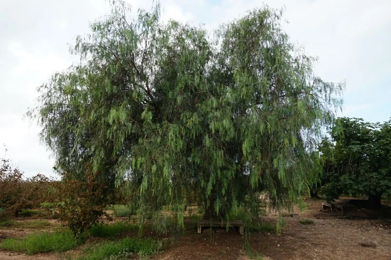 Terreno rustico in vendita a La Creu de Salom, imagen 11