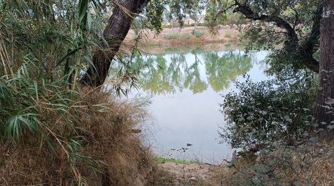 FINCA DE REGADÍO CON NARANJOS SITUADA FRENTE AL EBRO.