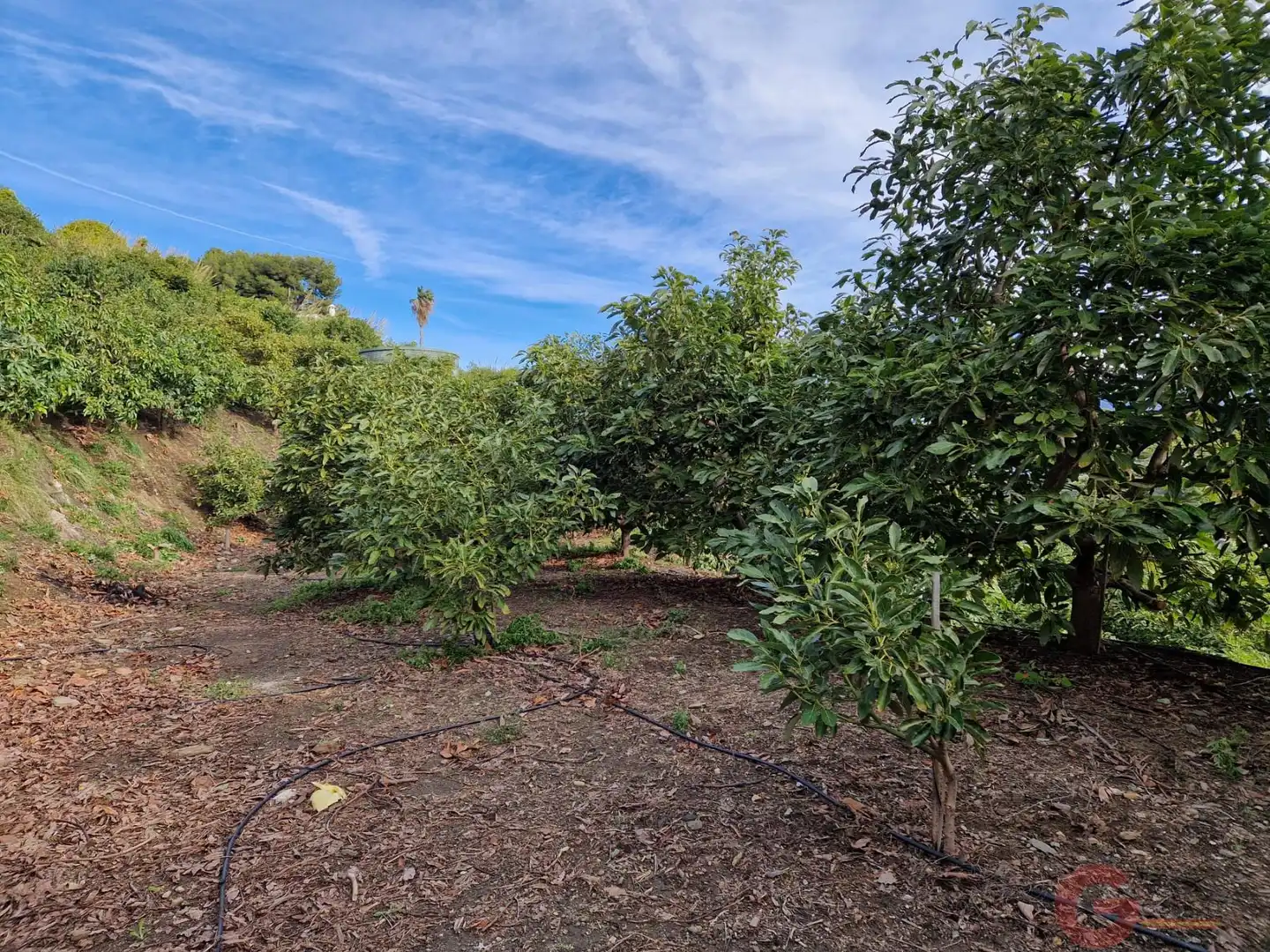 Terreni e lotti in vendita a Monte los Almendros - El Pargo - Costa Aguilera, imagen 4