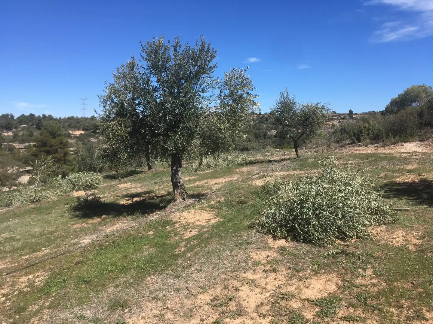 Rural land for sale in Carrer de Sant Pere 2, imagen 5