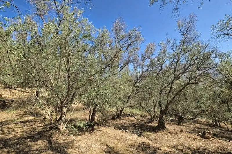 Terreno rustico in vendita a El Pinar, imagen 39