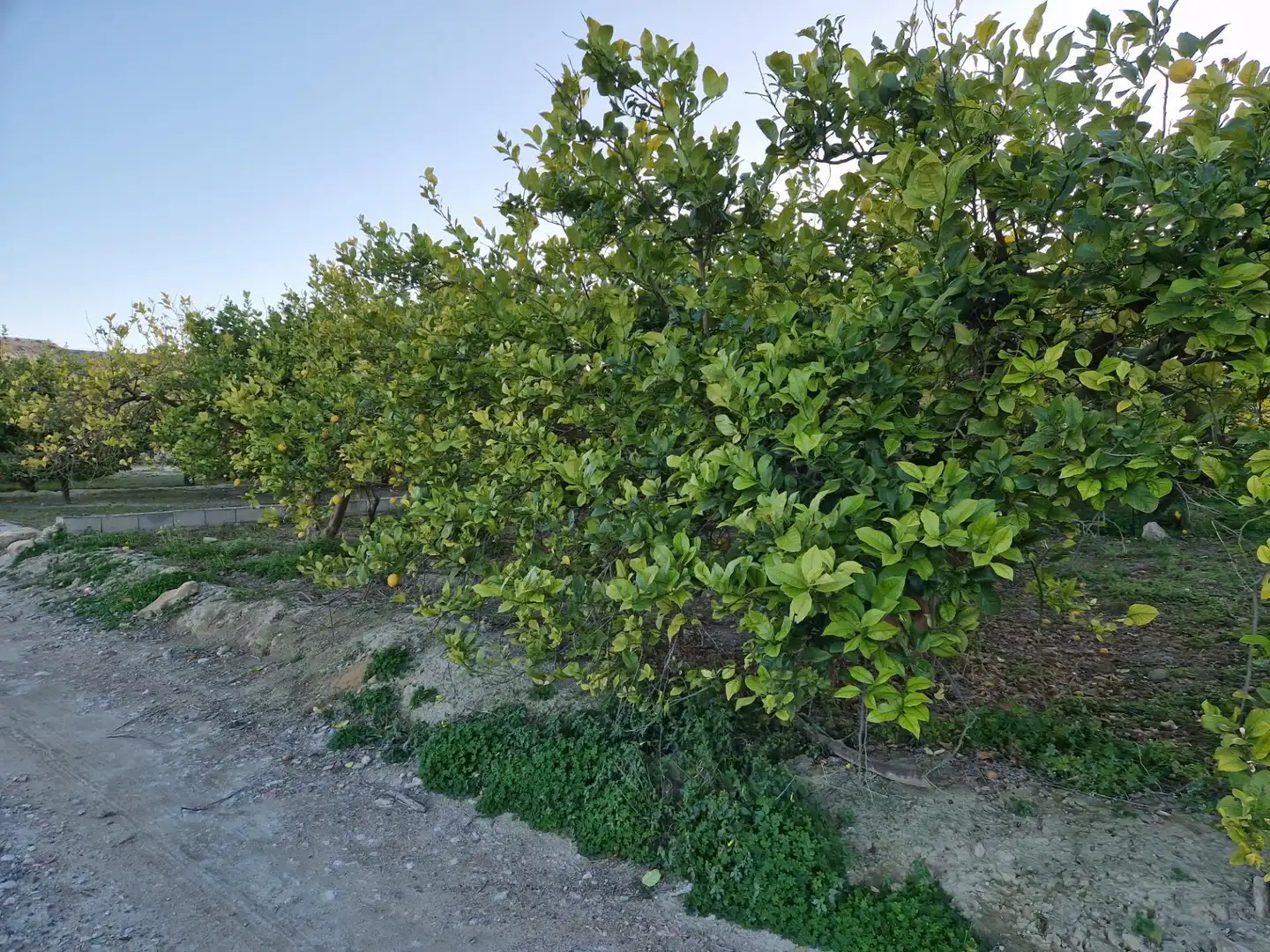 Land for sale in Villanueva del Río Segura