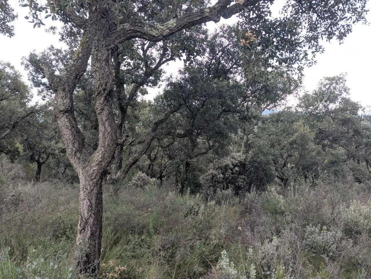 Rural land for sale in EL MON PERDUT, imagen 8