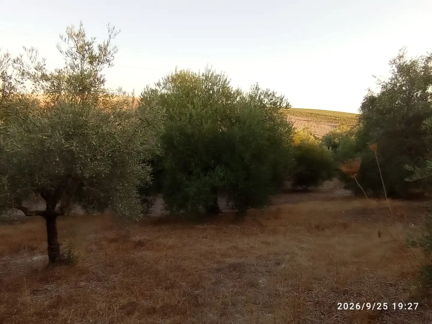 Terreno rústico en venta en El Rocío - La Milagrosa, imagen 12