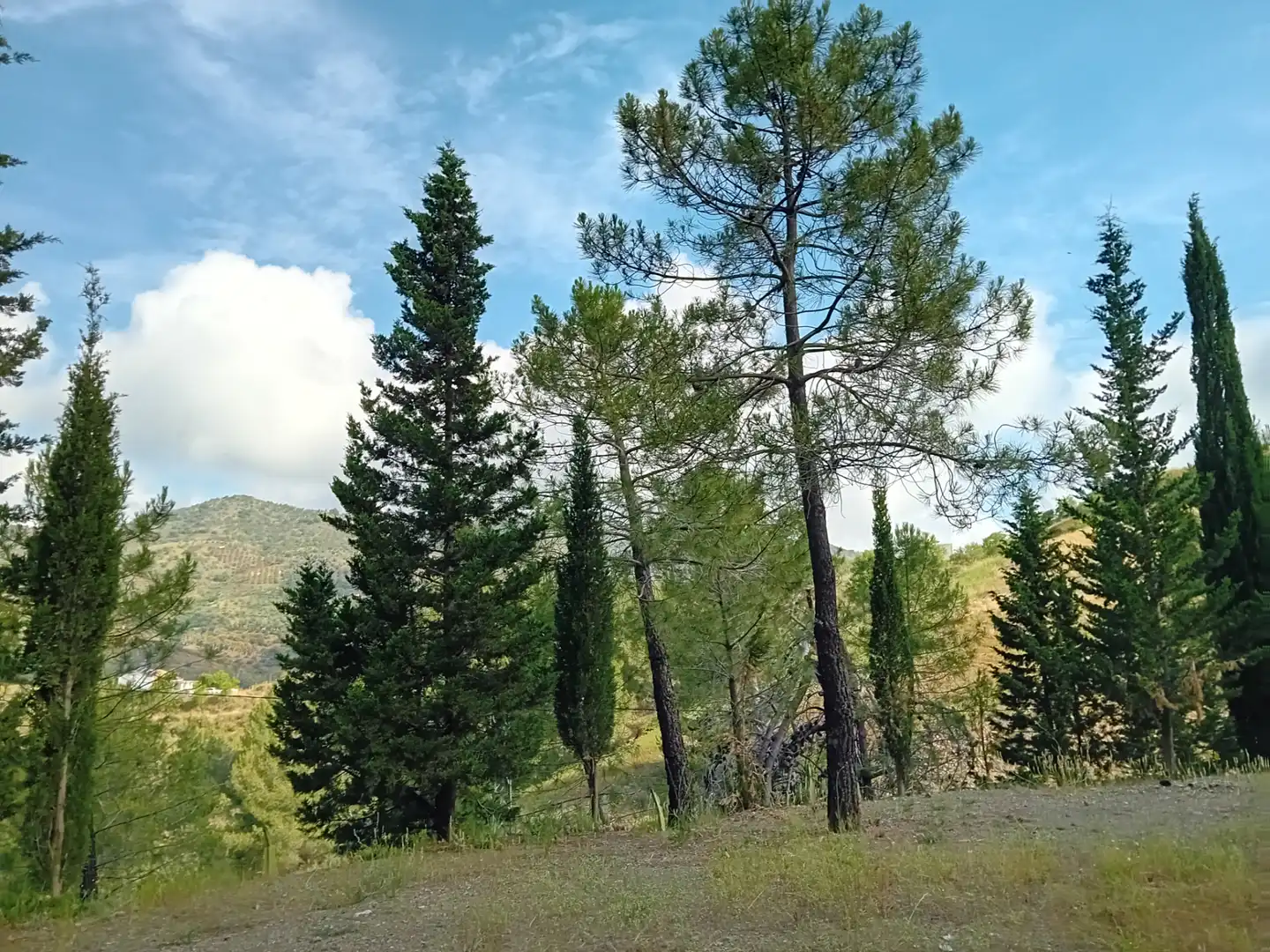 Terreno rustico in vendita a Monda, imagen 6