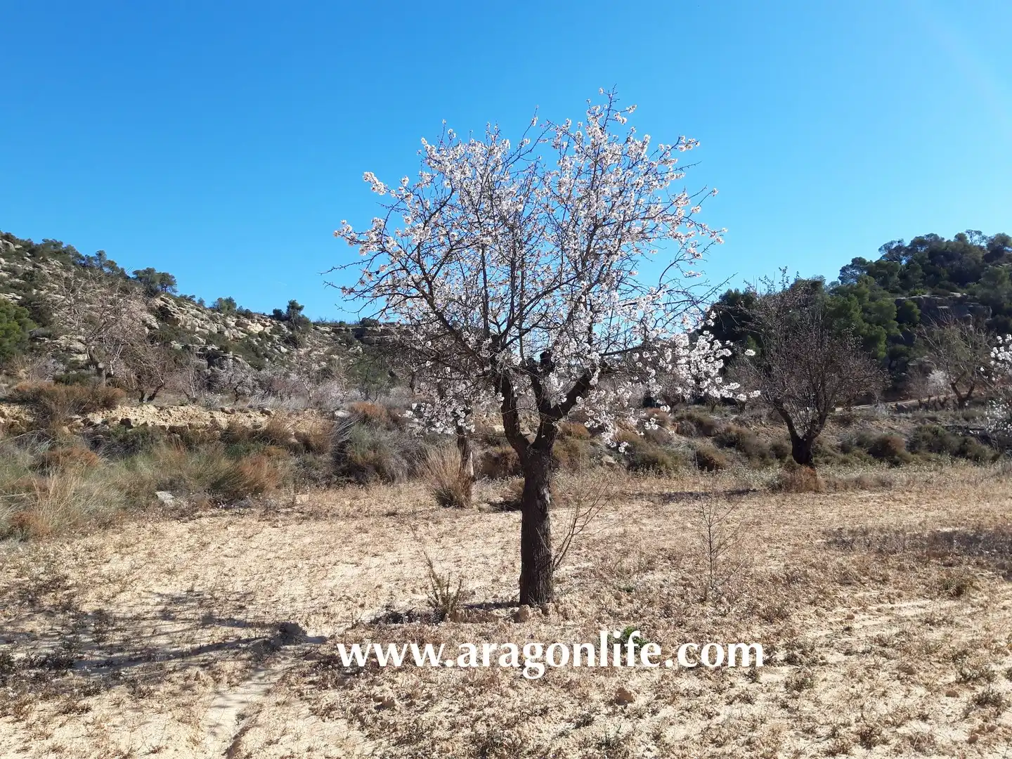 Terreni e lotti in vendita a Maella, imagen 42