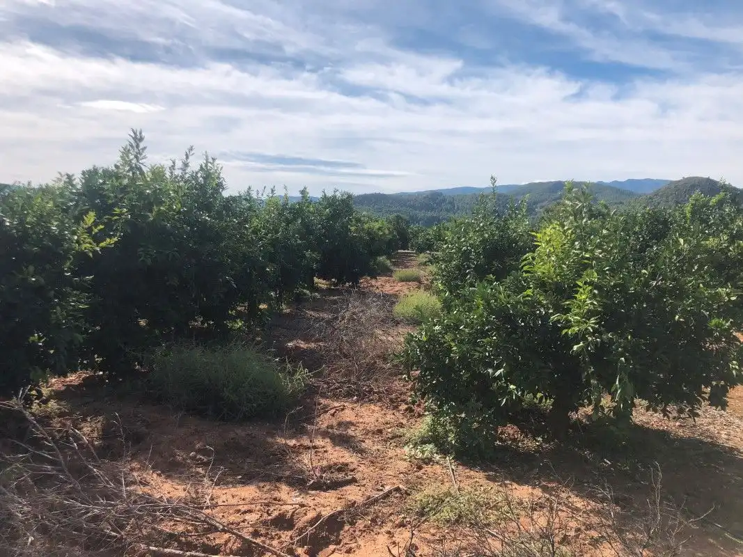 Terreny rústic en venda a Palma de Gandia, imagen 15