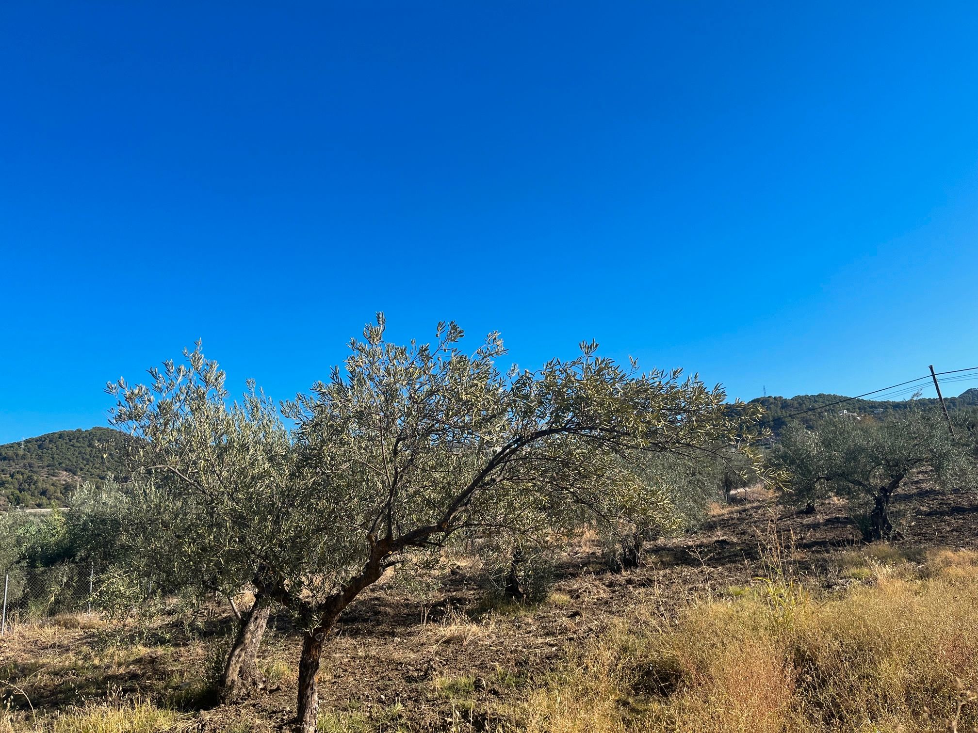 Grundstücke zum verkauf in Monda