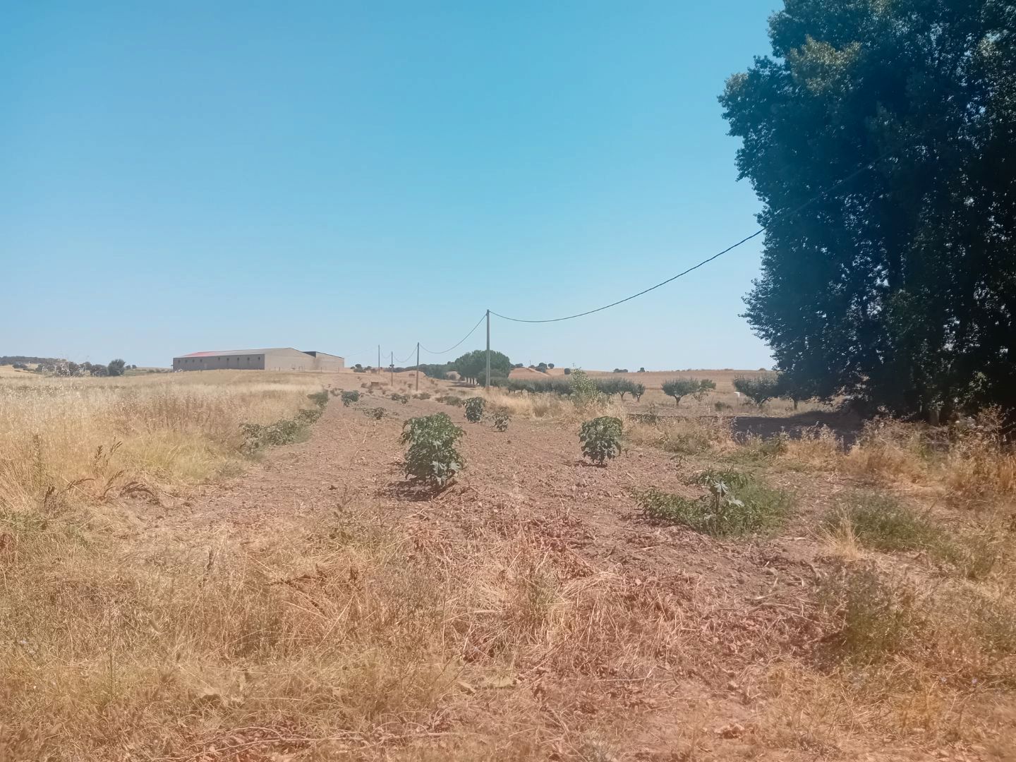 Land for sale in Moreruela de Tábara