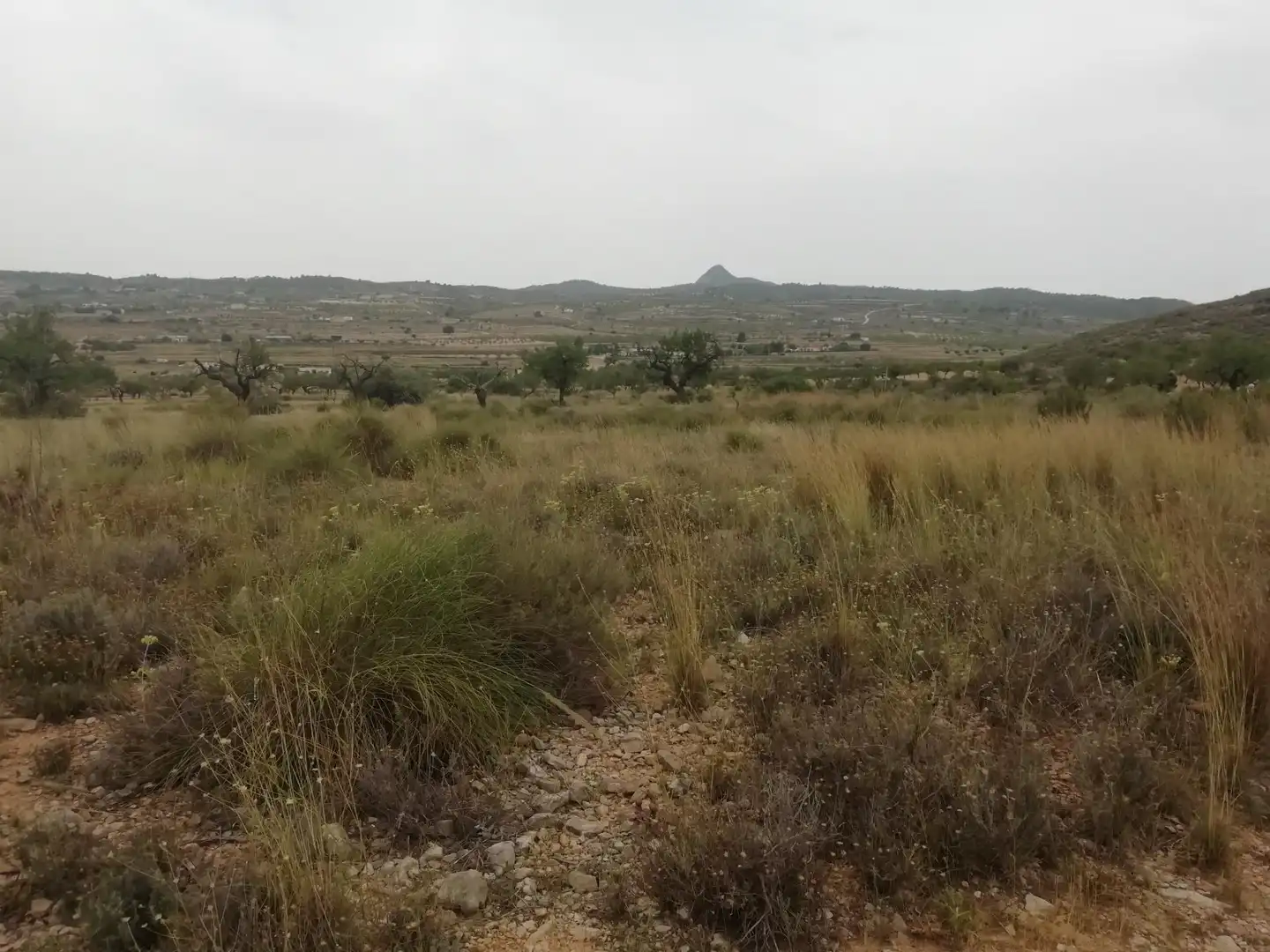 Terreno rustico in vendita a Hondón de los Frailes, imagen 2